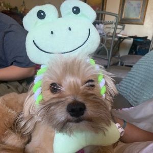 Meet your Posher, Jose